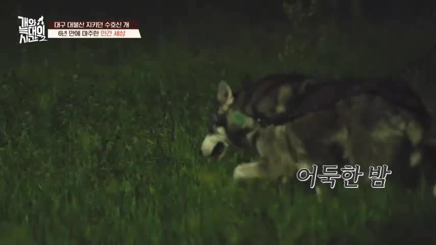 개와 늑대의 시간 시즌2 2026-06-24