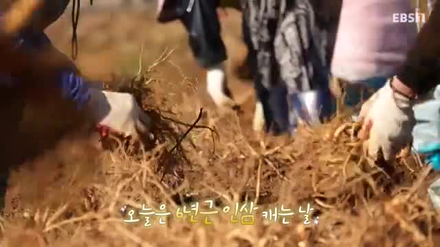 한국기행 2025-11-21