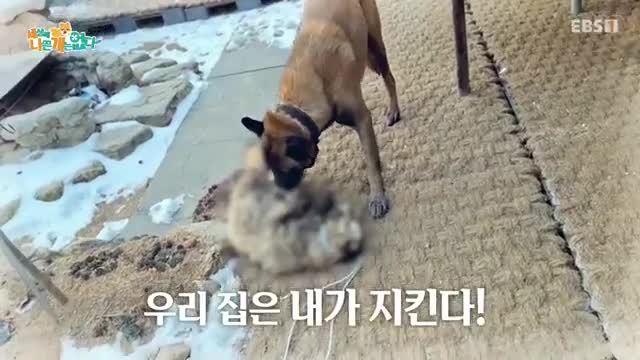 세상에 나쁜 개는 없다 시즌 4 2025-11-01