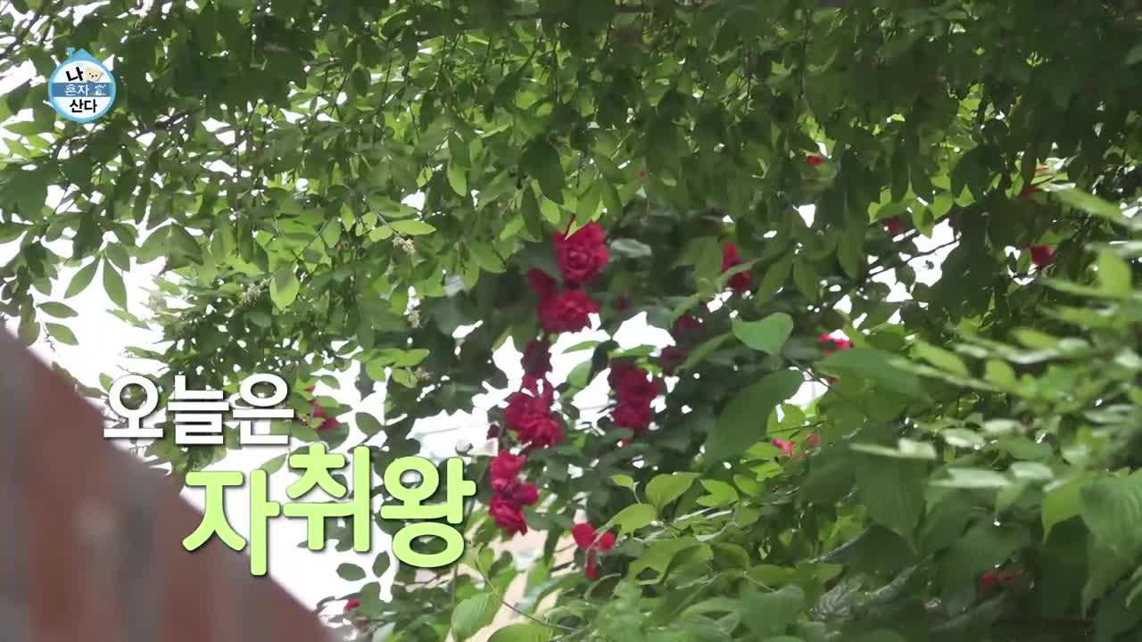 나혼자 산다 제650회