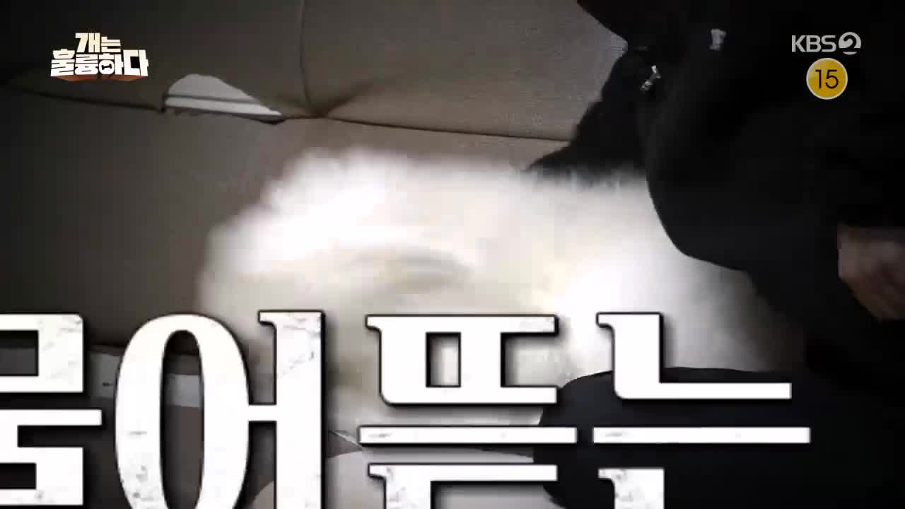 개는 훌륭하다 제246회