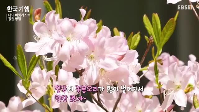 한국기행 2025-05-21