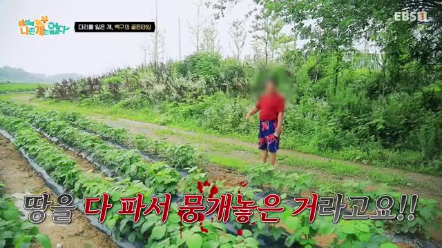 세상에 나쁜 개는 없다 시즌 4 2025-07-26