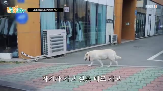 세상에 나쁜 개는 없다 시즌 4 2025-12-06