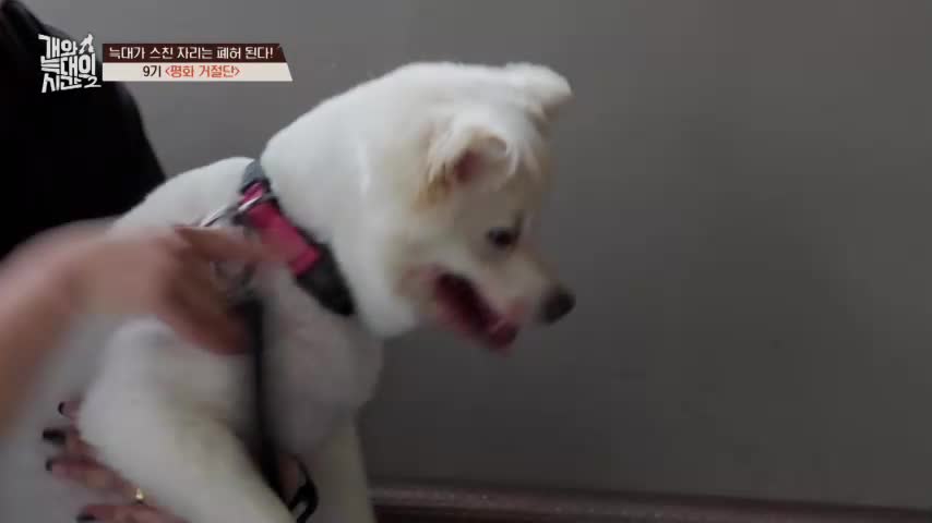 개와 늑대의 시간 시즌2 2026-07-08
