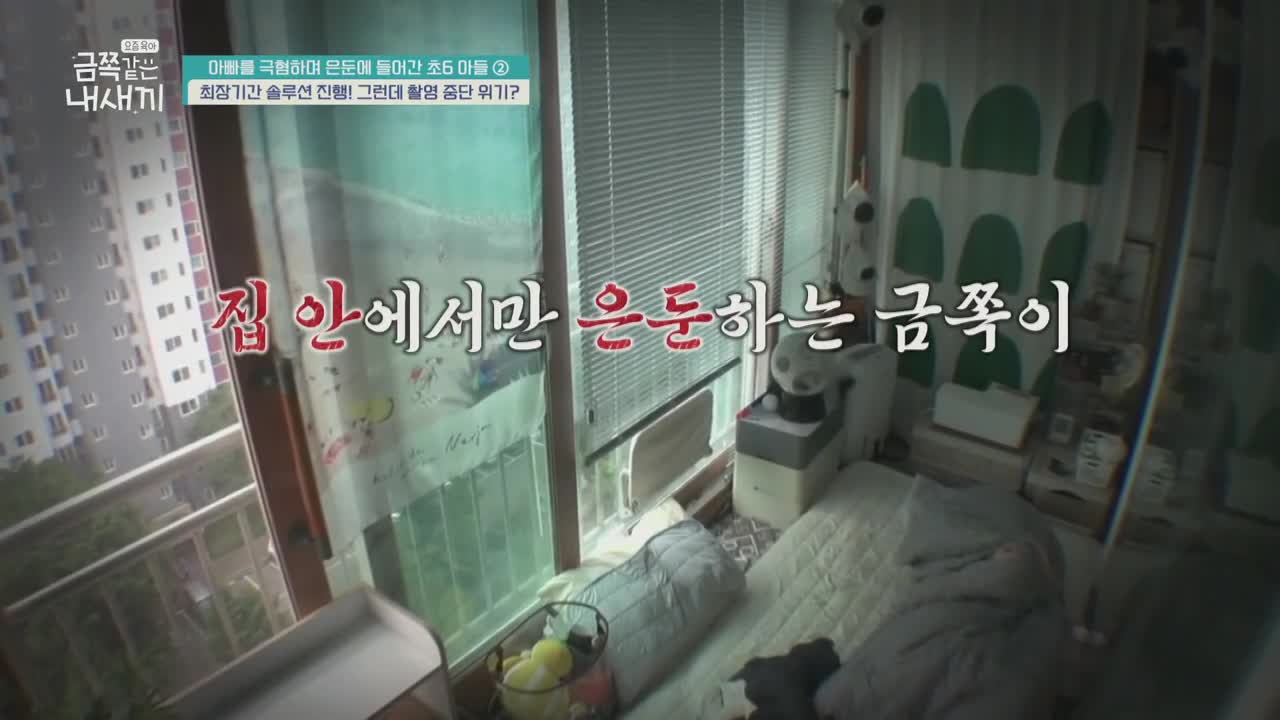 요즘 육아 금쪽같은 내 새끼 제256회