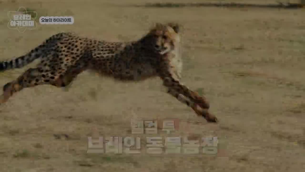 브레인 아카데미 제9회