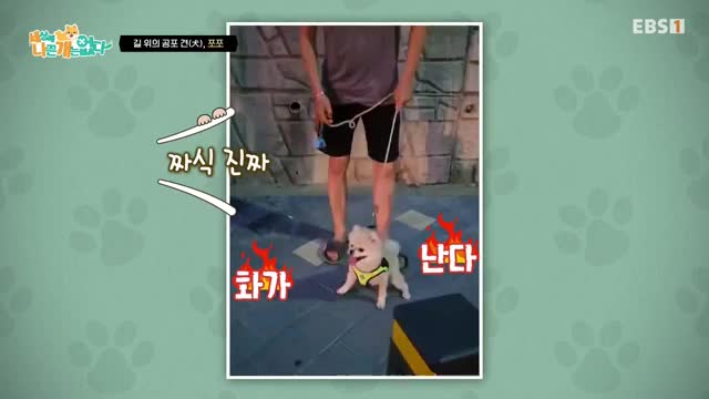 세상에 나쁜 개는 없다 시즌 4 2025-10-11