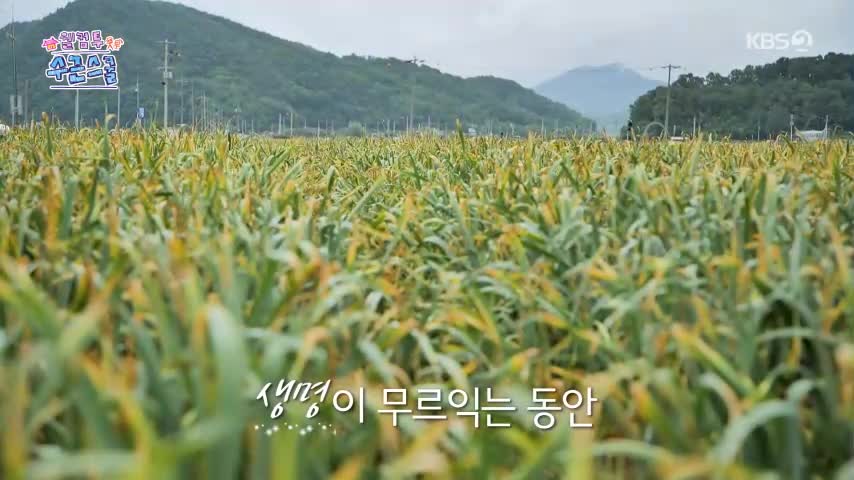 웰컴 투 수근스쿨 2026-08-13