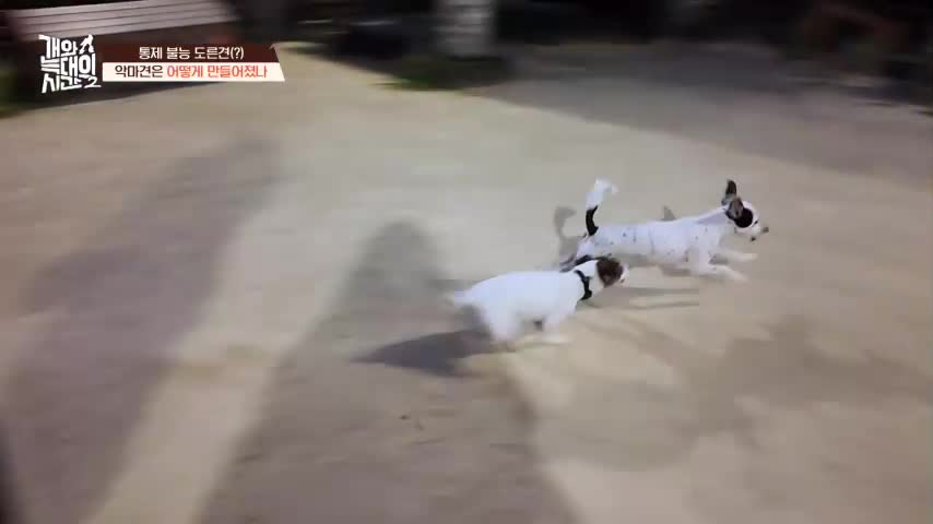 개와 늑대의 시간 시즌2 2026-08-26