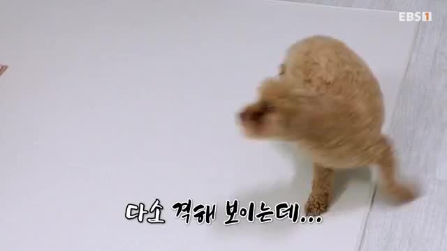 세상에 나쁜 개는 없다 시즌 4 2025-04-26