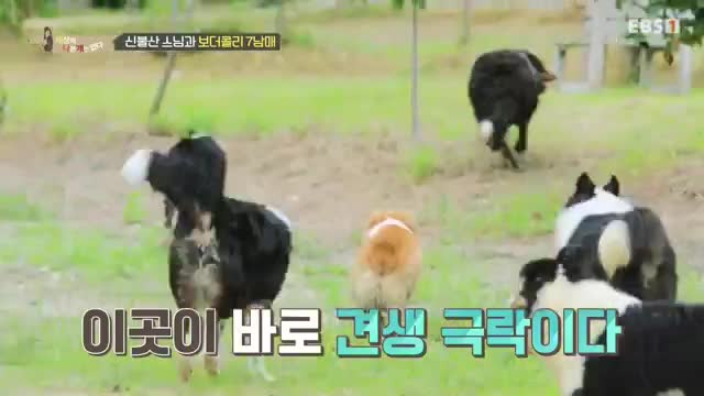세상에 나쁜 개는 없다 시즌 4 제22회
